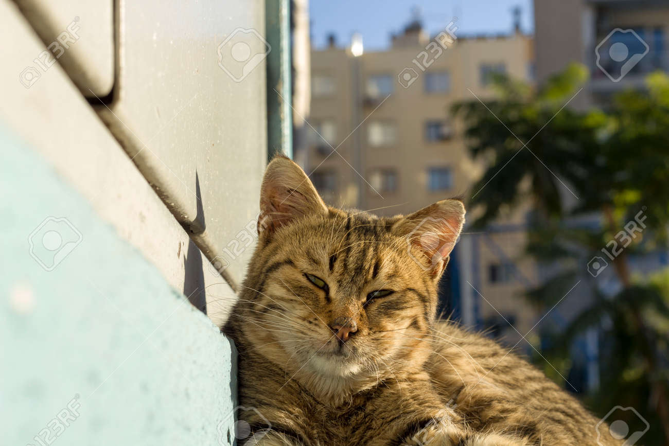 etiam-dictum-ipsum-a-felis