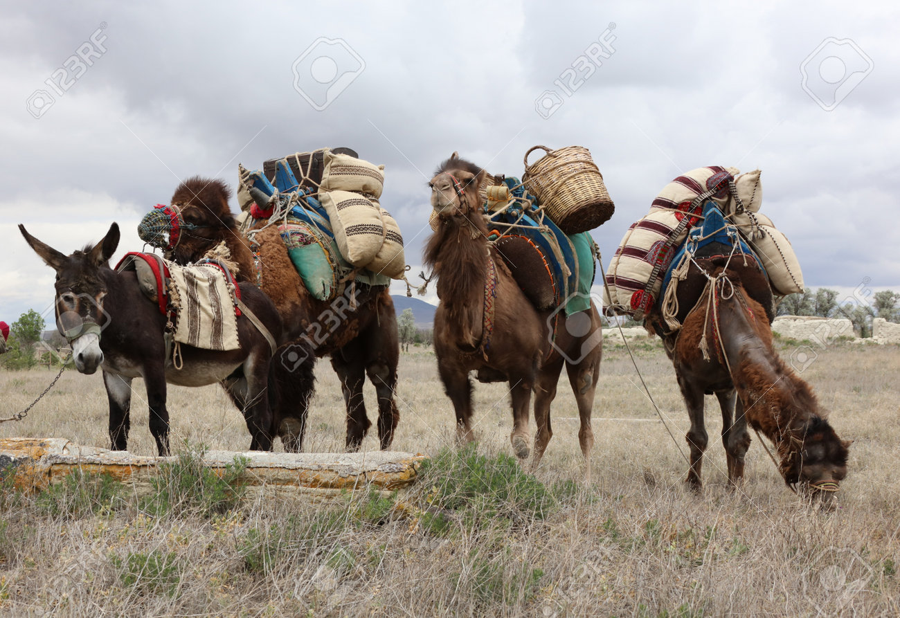 The Caravan Of Camels Waiting In The Karap Nar District Of Konya Stock Photo Picture And Royalty Free Image Image 120526753