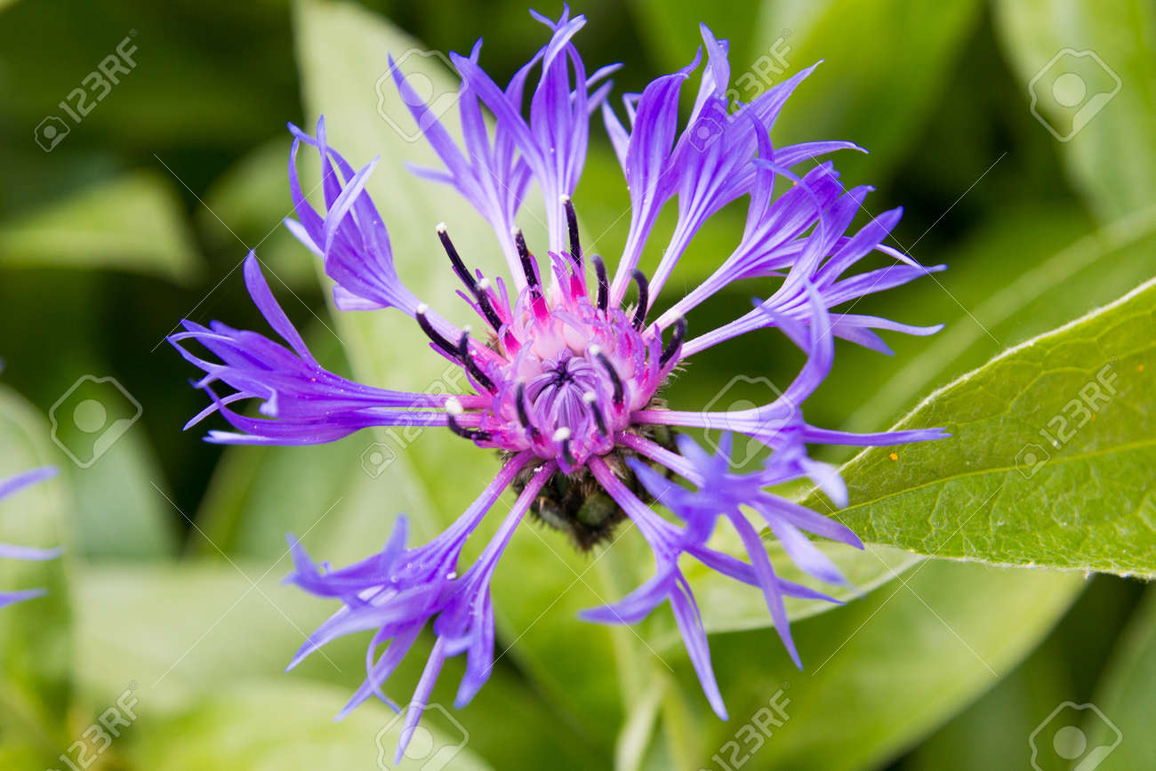 春の花山コーンフラワー ヤグルマギクモンタナ の写真素材 画像素材 Image