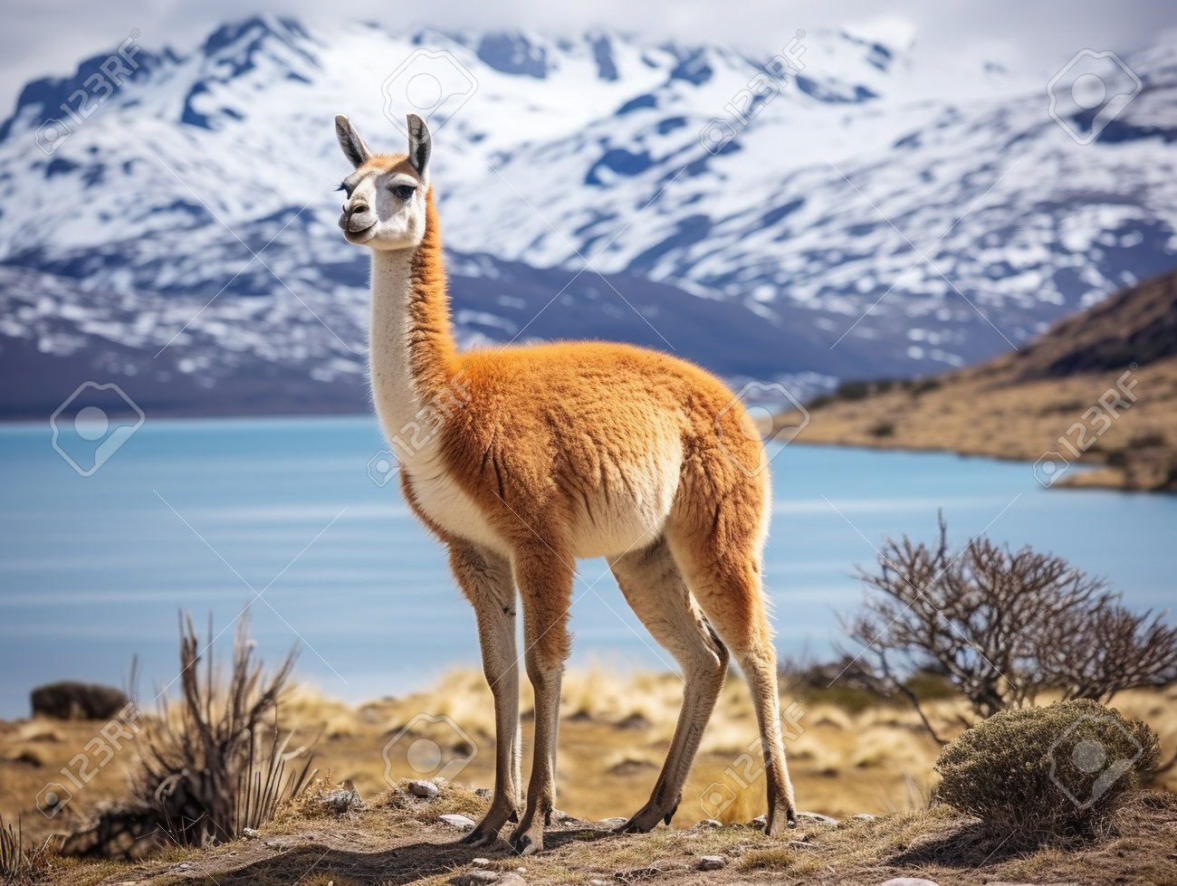 etiam-dictum-ipsum-a-felis