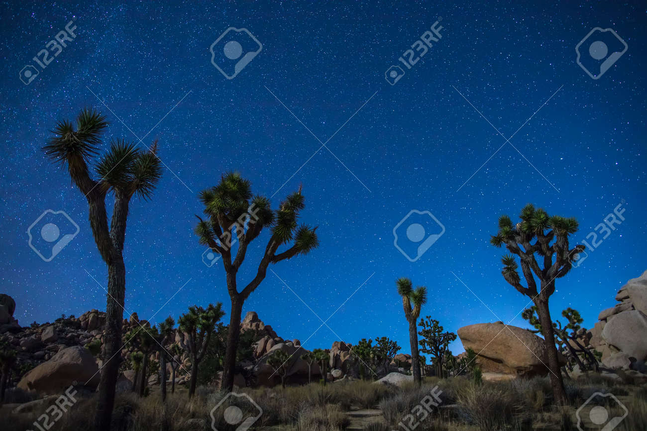 きれいな星空と夜にジョシュアの木 ジョシュアツリー国立公園 カリフォルニア州 の写真素材 画像素材 Image きれいな星空と夜にジョシュアの木 ジョシュアツリー国立公園 カリフォルニア州 の写真素材 画像素材 Image