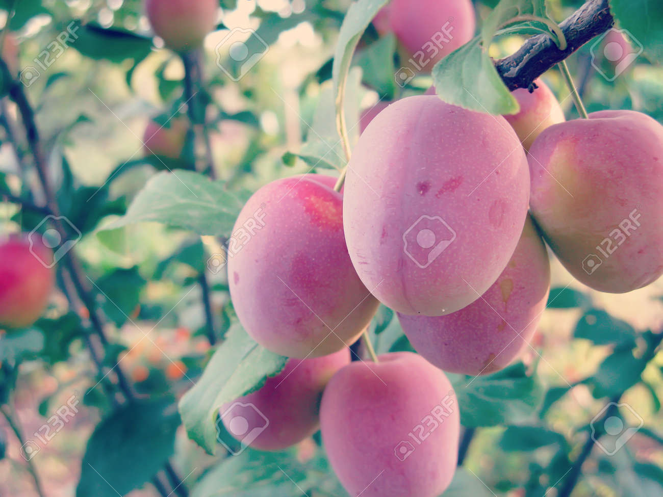 桜の木に梅と桜梅の木の果実は果樹園クローズ アップ の写真素材 画像素材 Image 6629
