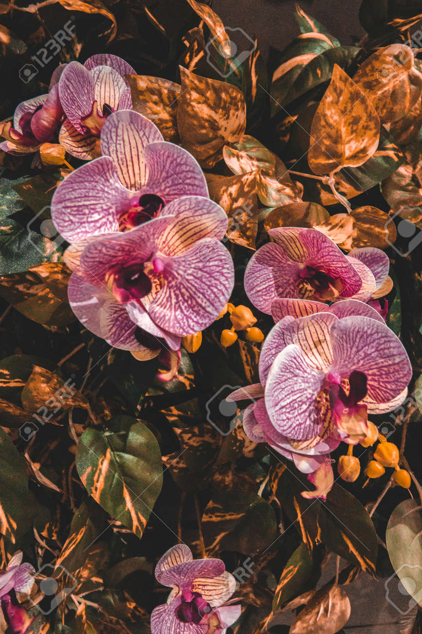 etiam-dictum-ipsum-a-felis