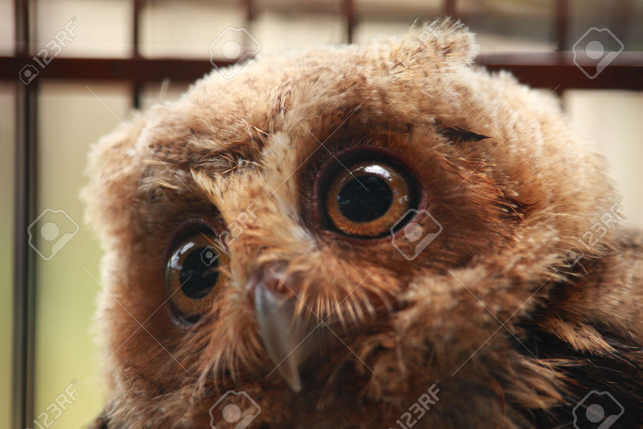 動物写真 ケージ フクロウの聖域でフクロウの肖像画 の写真素材 画像素材 Image