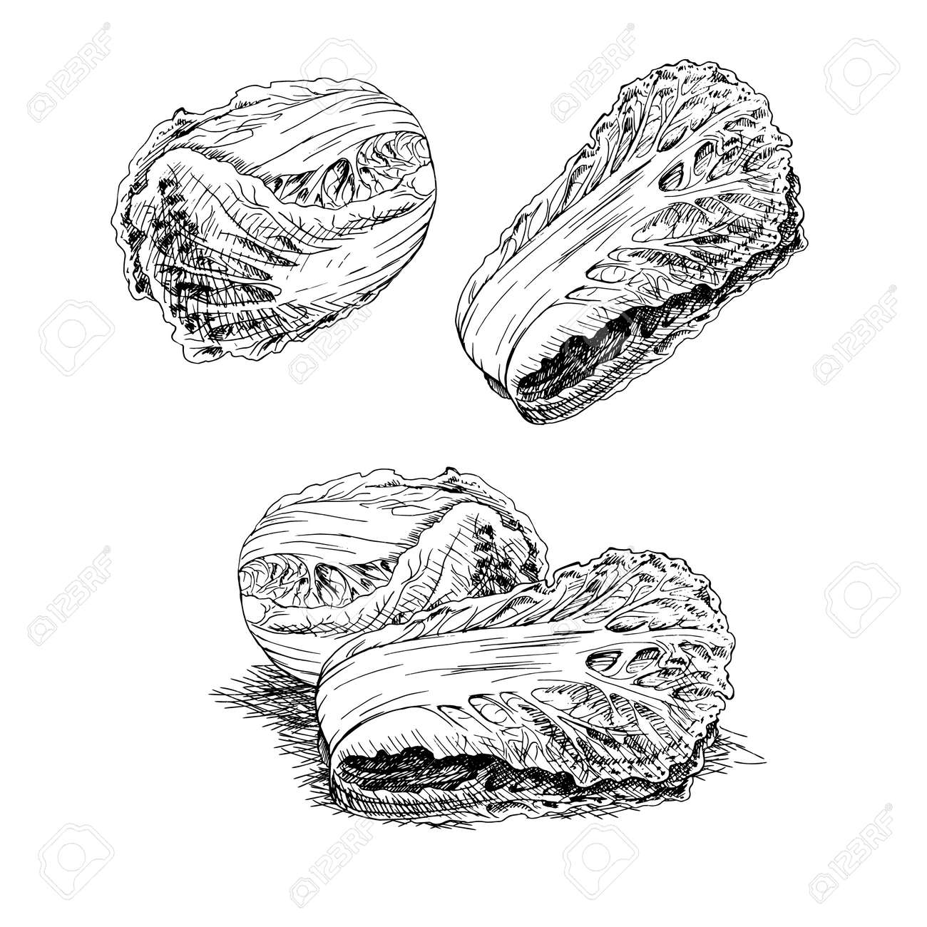 手描き 白菜のセットです レトロなスケッチが分離されました ビンテージ コレクションです 直線的なグラフィック デザイン 野菜の黒と白のイメージ ベクトルの図 のイラスト素材 ベクタ Image