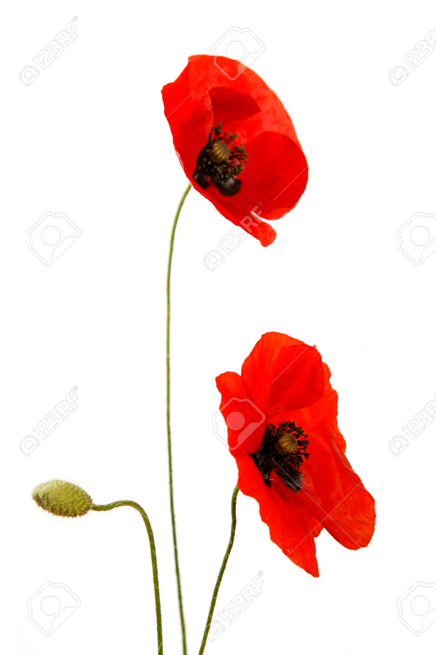 Red poppies and bud isolated on white background - 154038189 Red poppies and bud isolated on white background - 154038189