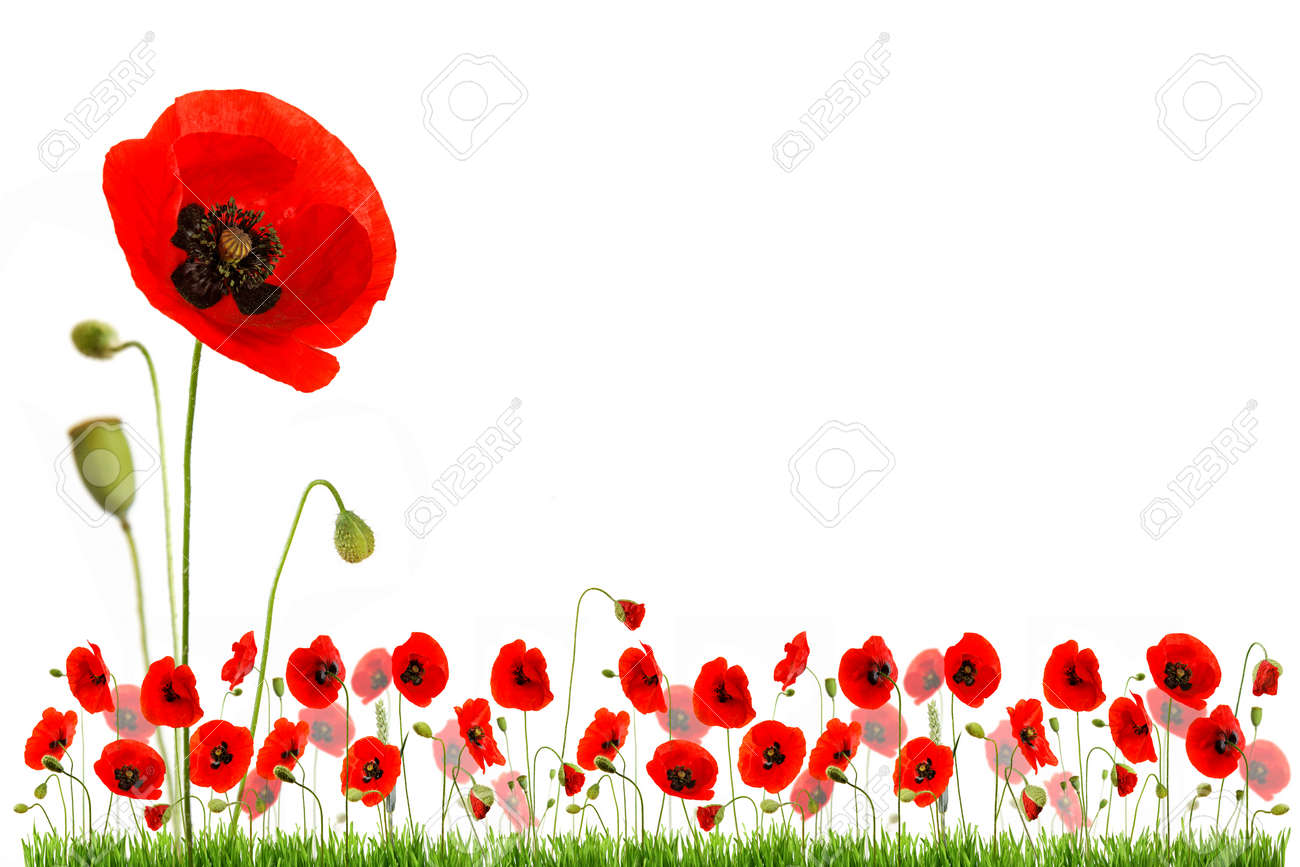 composition with red poppies and green grass isolated on white background - 154080753 composition with red poppies and green grass isolated on white background - 154080753