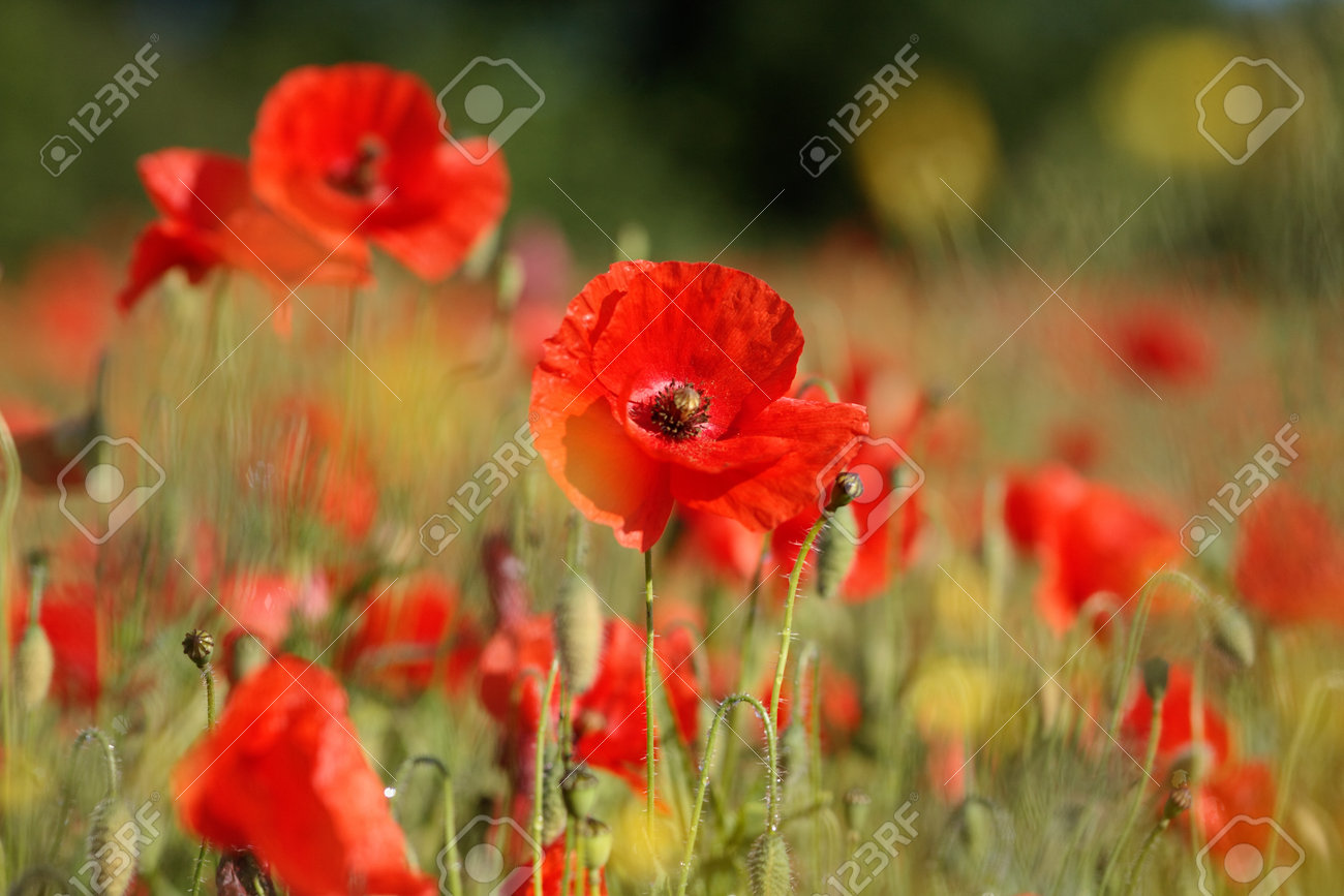 red poppies in the middle of a field of wheat crops - 154080756 red poppies in the middle of a field of wheat crops - 154080756