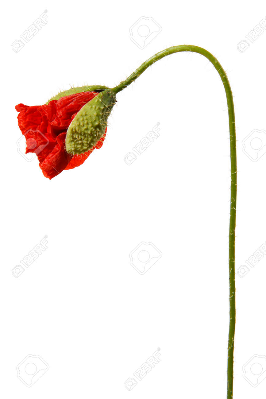 Single red poppy flower bud isolated on white background. - 154080761 Single red poppy flower bud isolated on white background. - 154080761