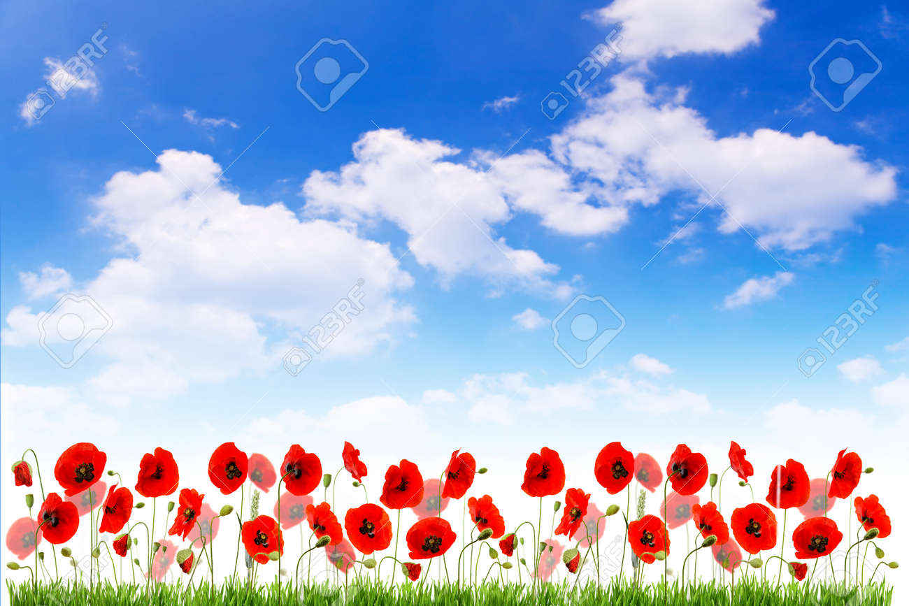 Multiple red poppies with grass and buds on blue sky - 154080758 Multiple red poppies with grass and buds on blue sky - 154080758