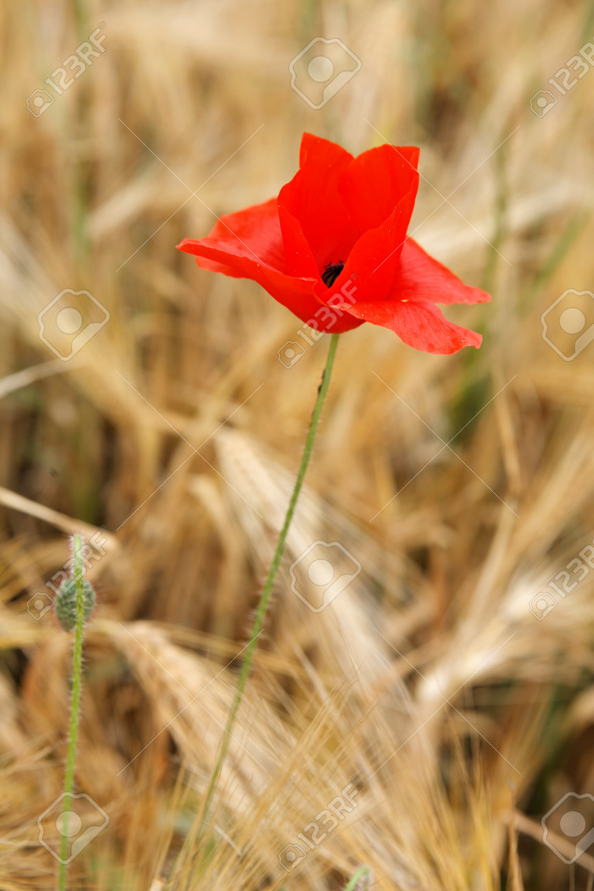 Red poppy isolated in a yellow wheat field - 154080760 Red poppy isolated in a yellow wheat field - 154080760