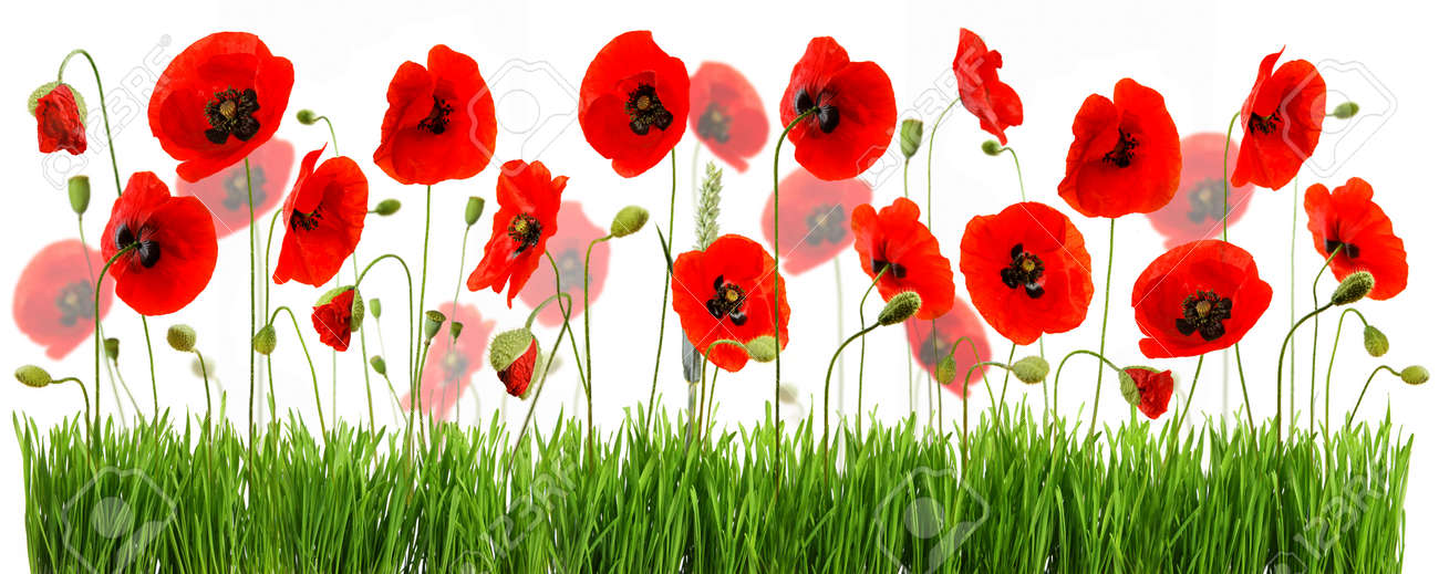 composition with red poppies and green grass isolated on white background - 154080763 composition with red poppies and green grass isolated on white background - 154080763