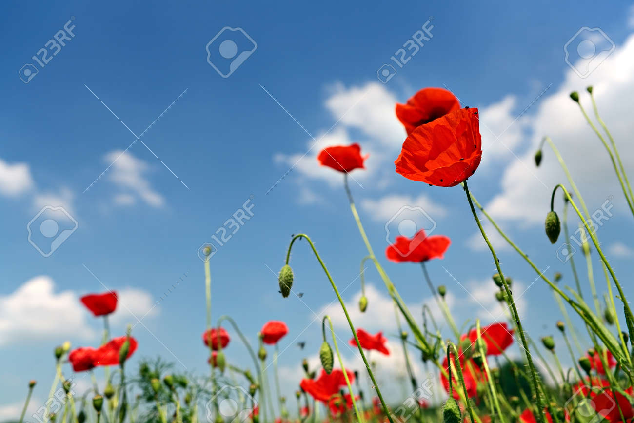 Several red poppies in the grass on a blue sky background - 154080764 Several red poppies in the grass on a blue sky background - 154080764
