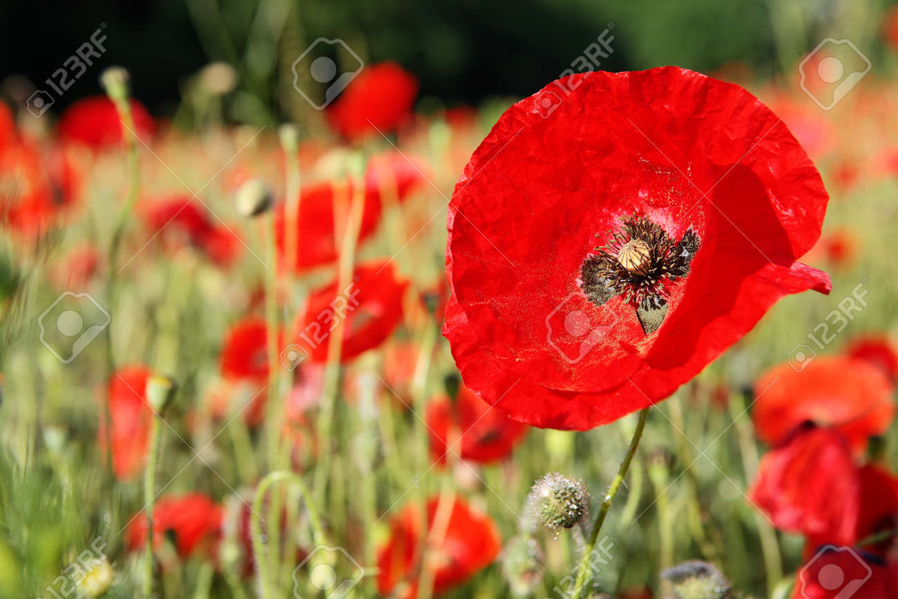 Fields of red poppies in the middle of green spring wheat crops - 154080765 Fields of red poppies in the middle of green spring wheat crops - 154080765