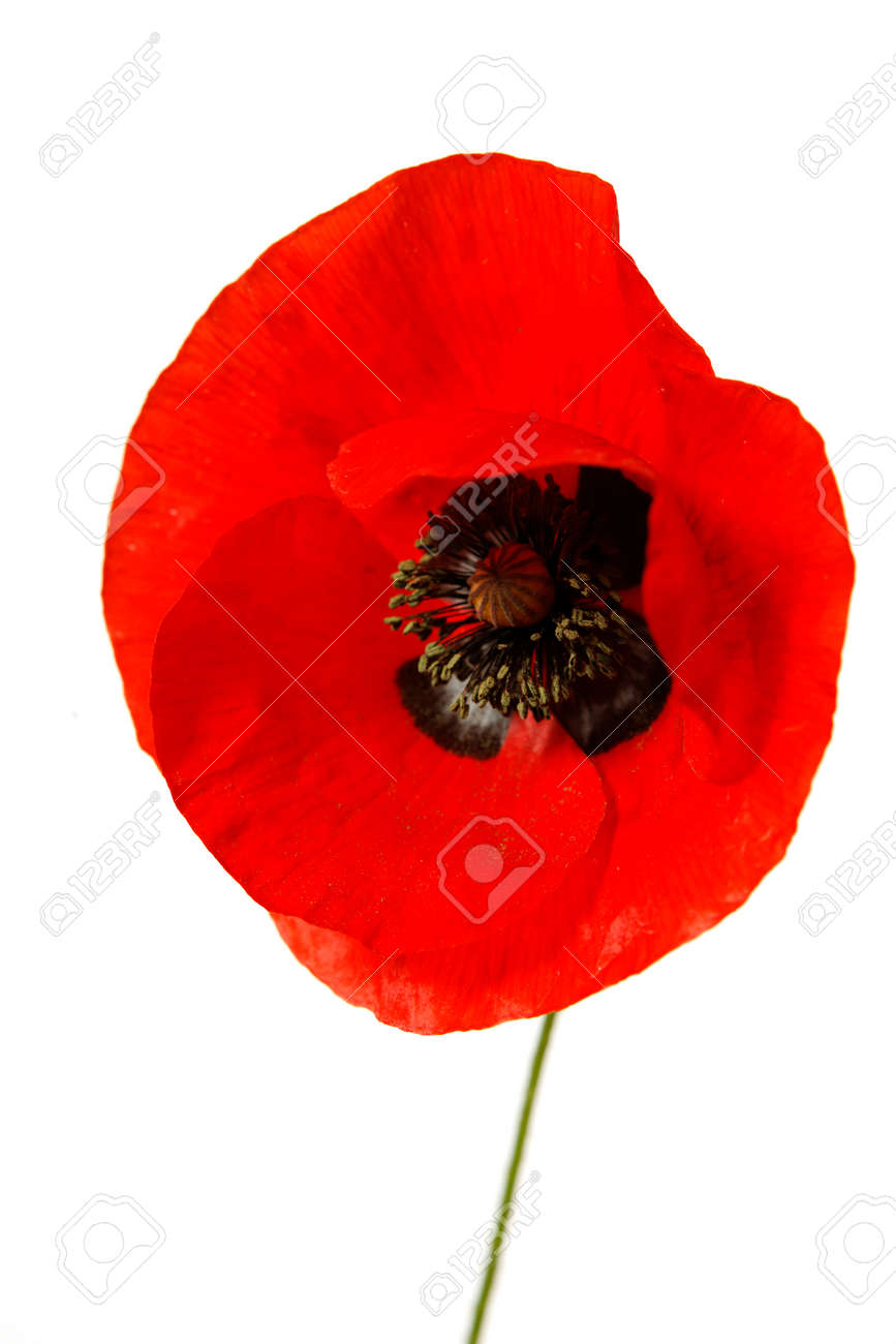 A single red poppy isolated on white background - 154080766 A single red poppy isolated on white background - 154080766