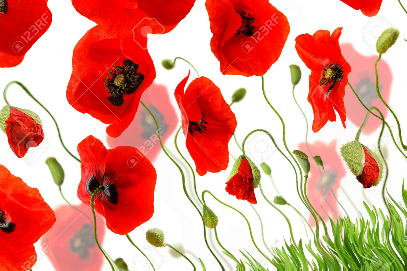 composition with red poppies and green grass isolated on white background - 154080768 composition with red poppies and green grass isolated on white background - 154080768