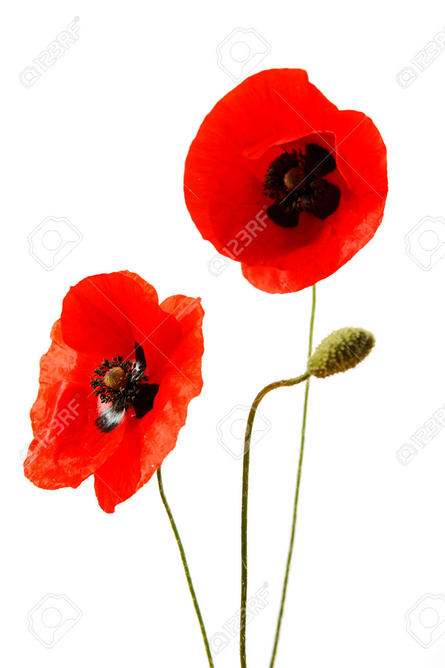 Red poppy flowers isolated on white background - 154038278 Red poppy flowers isolated on white background - 154038278