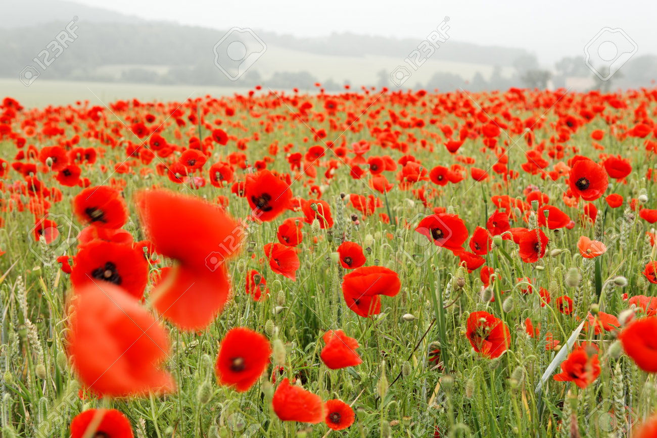 Fields of red poppies amidst green wheat crops from spring - 154039209 Fields of red poppies amidst green wheat crops from spring - 154039209