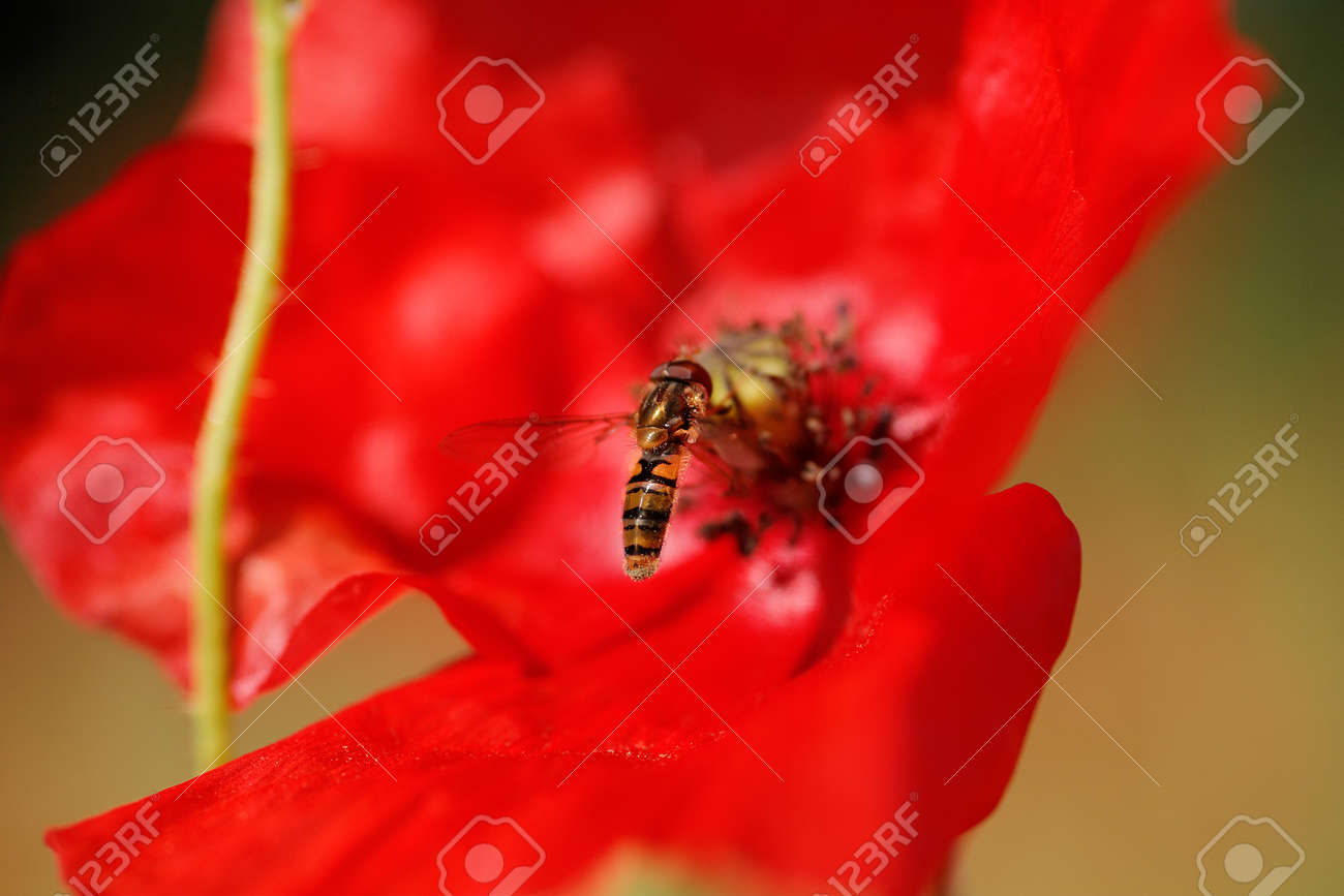 Close-up shot in nature of a red poppy flower with a bee - 154080773 Close-up shot in nature of a red poppy flower with a bee - 154080773