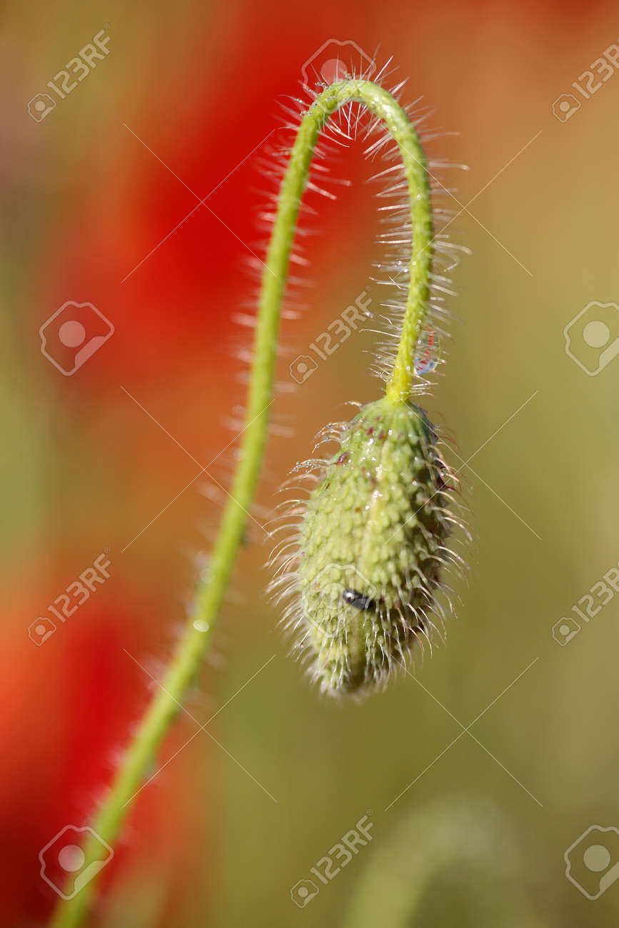 Macro shooting in nature of a red poppy flower bud - 154038623 Macro shooting in nature of a red poppy flower bud - 154038623