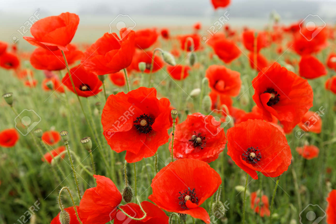 Fields of red poppies amidst green wheat crops from spring - 154038875 Fields of red poppies amidst green wheat crops from spring - 154038875