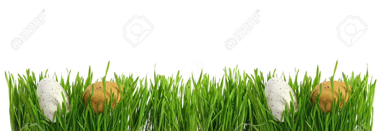 Large banner with easter eggs hidden in green grass, cut out isolated on white background for template design - 165941450 Large banner with easter eggs hidden in green grass, cut out isolated on white background for template design - 165941450
