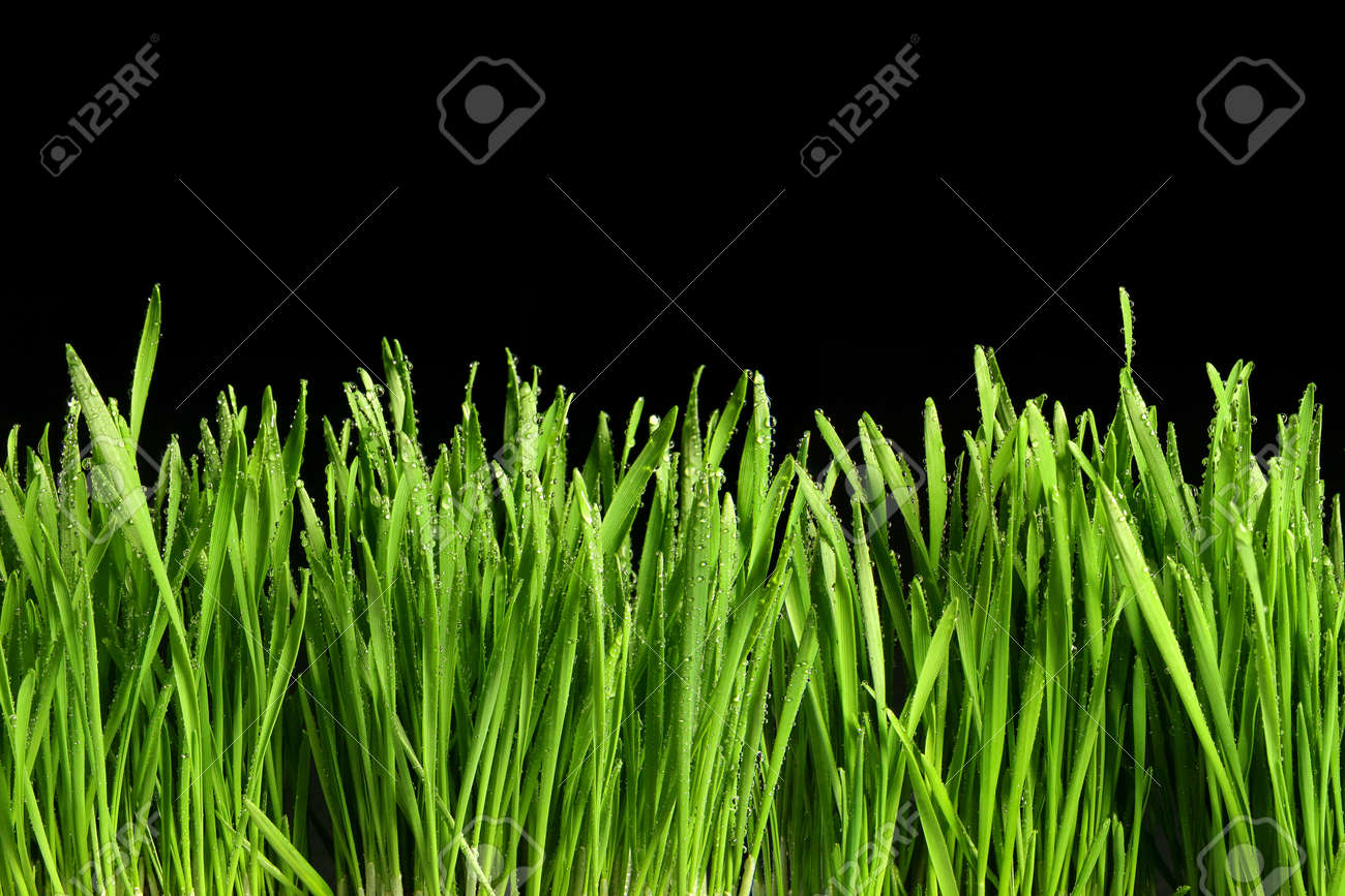 Green grass or Catnip cut out and isolated on black background for banner design and template - 165942673 Green grass or Catnip cut out and isolated on black background for banner design and template - 165942673