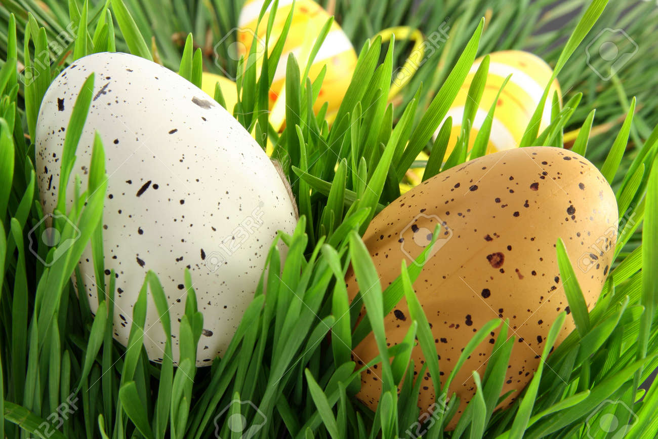 Close-up Easter egg hidden in green spring grass. Search and find the eggs - 165941424 Close-up Easter egg hidden in green spring grass. Search and find the eggs - 165941424