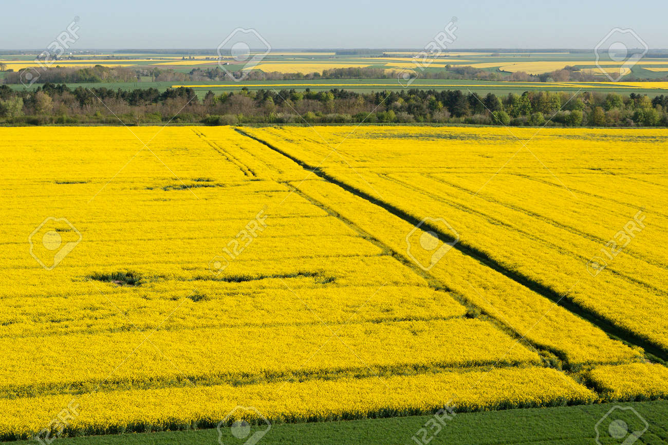 Aerial view of yellow colza fields in the Eure-et-Loir department in the Center-Val de Loire region, France. - 166832600 Aerial view of yellow colza fields in the Eure-et-Loir department in the Center-Val de Loire region, France. - 166832600