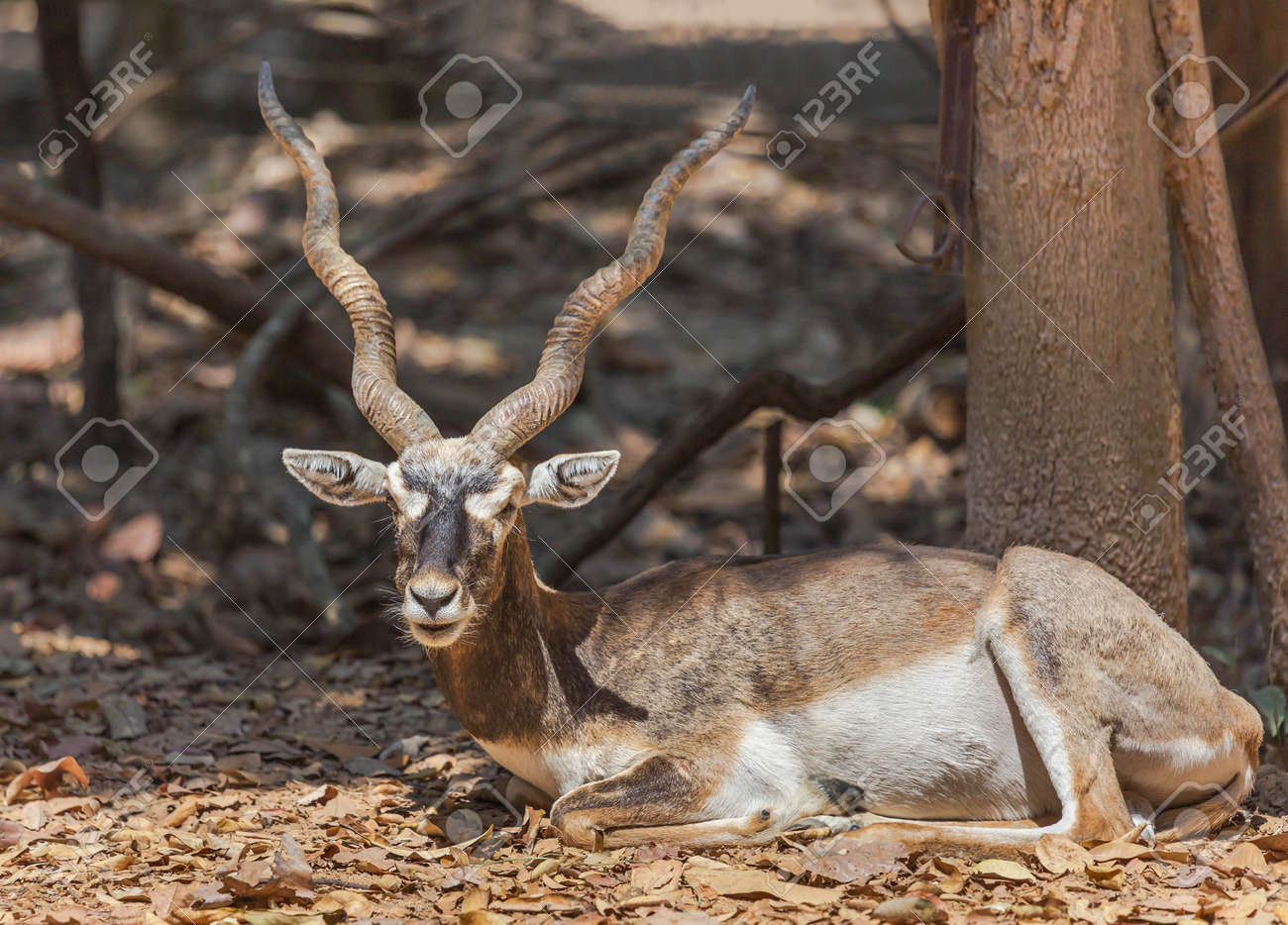 Close Up Blackbuck Antelope Wild Animal Resting In Nature Stock Photo, Picture And Royalty Free Image. Image 84650695. Close Up Blackbuck Antelope Wild Animal Resting In Nature Stock Photo, Picture And Royalty Free Image. Image 84650695.