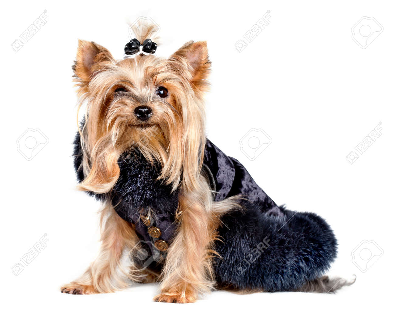 白い背景に黒い服を着たヨークシャー テリア犬 の写真素材 画像素材 Image
