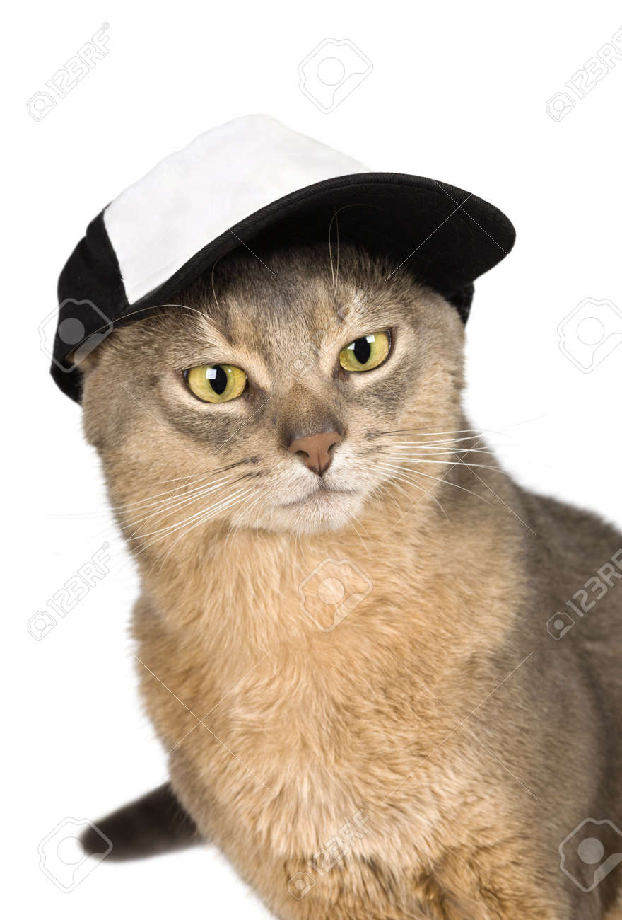 gato con gorra