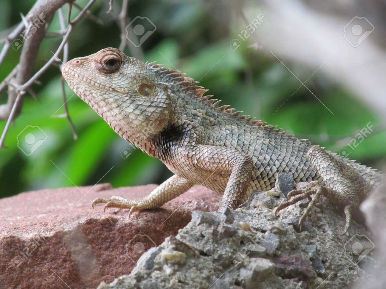 etiam-dictum-ipsum-a-felis