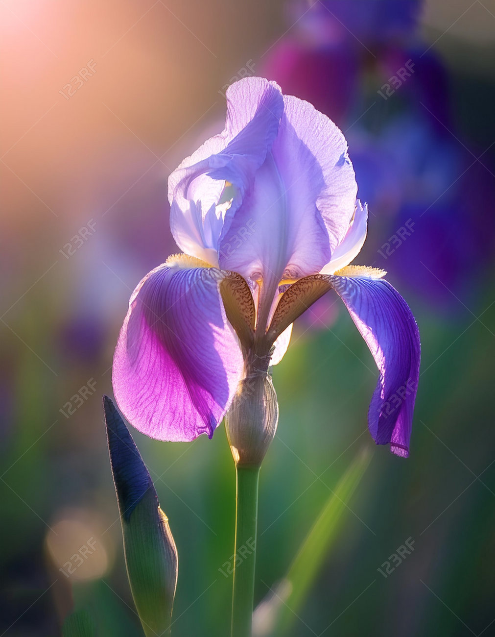 etiam-dictum-ipsum-a-felis