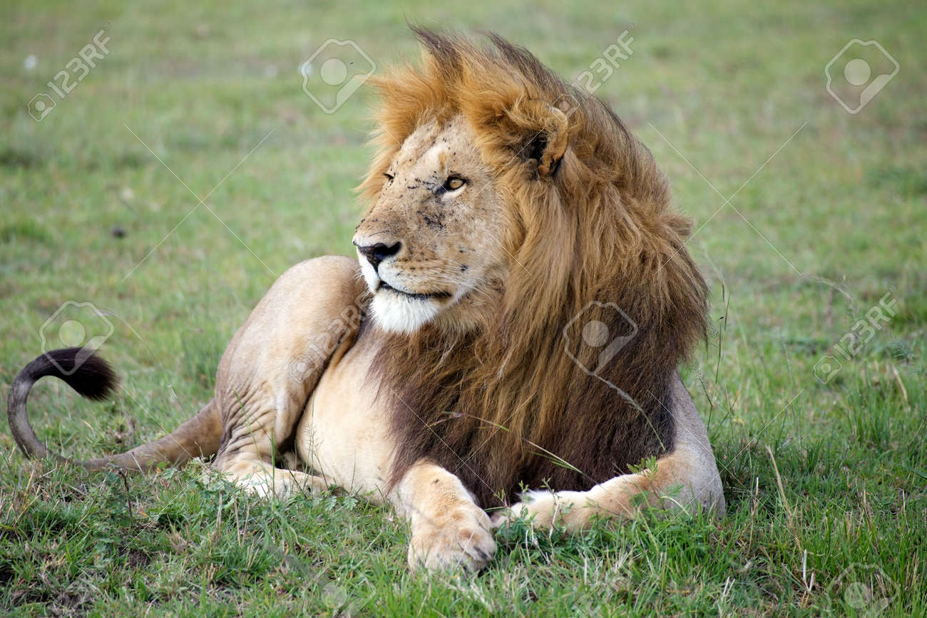 アフリカのライオン パンテーラ レオ 野生の動物 の写真素材 画像素材 Image