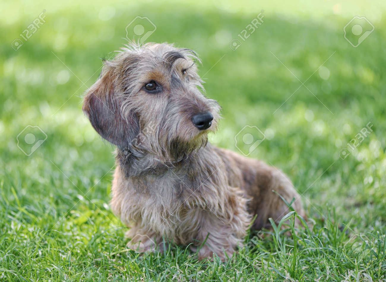 wheaton wire haired dachshund