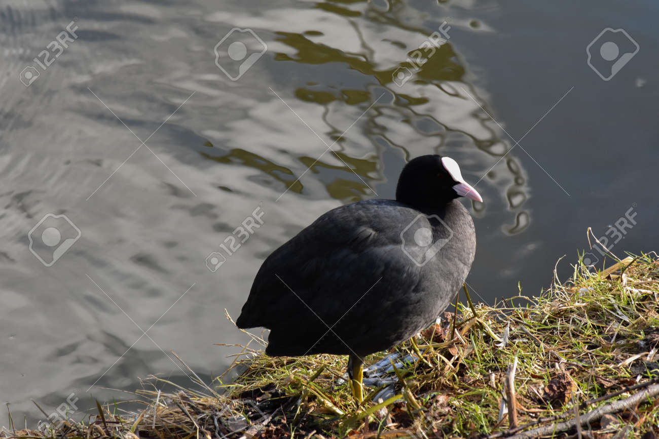 etiam-dictum-ipsum-a-felis