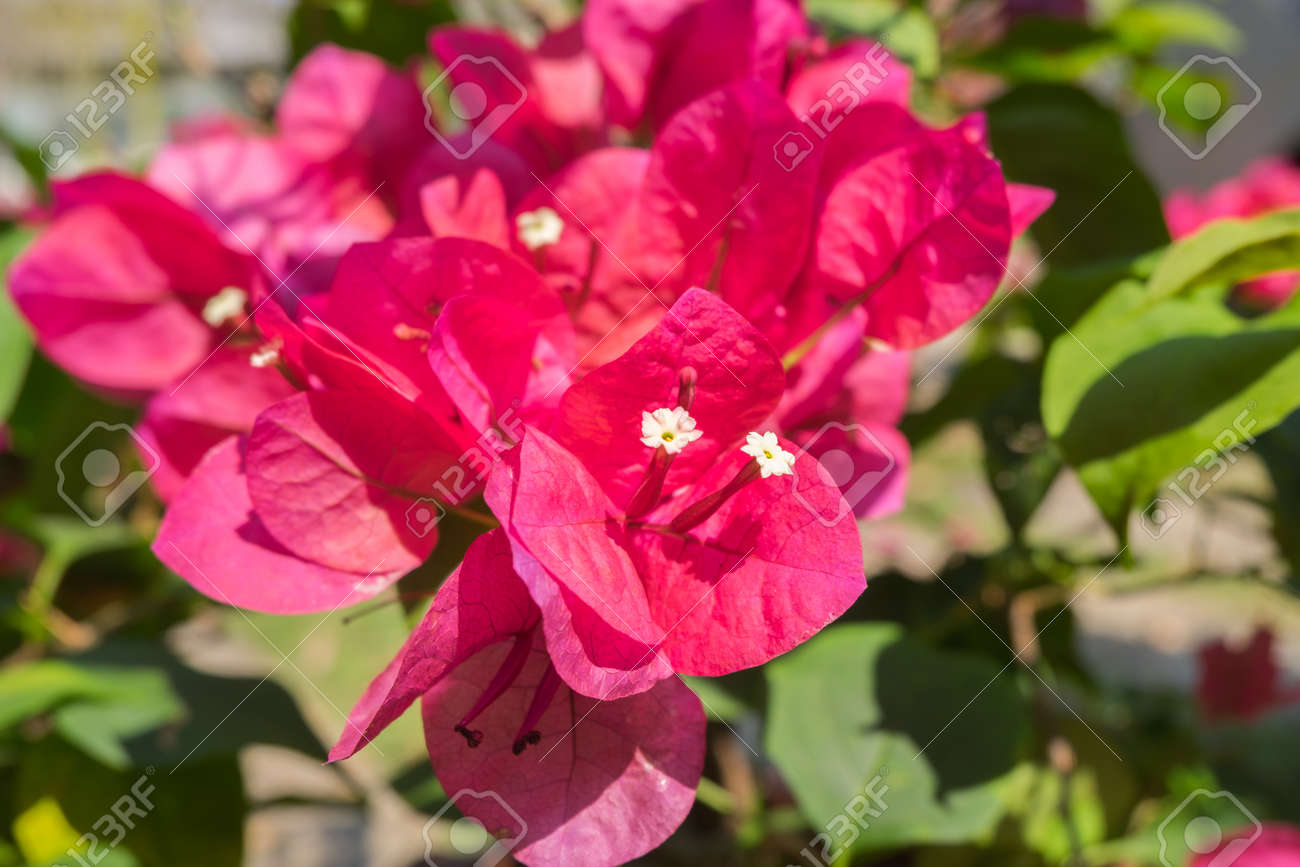 bougainvillea paper flower bougainvillea buttian stock photo paper flower bougainvillea