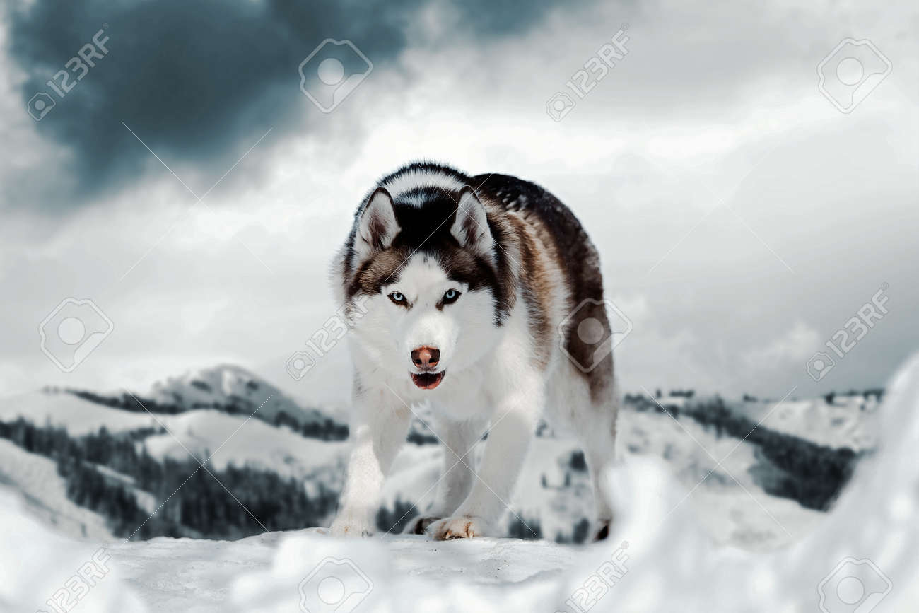 wild siberian husky
