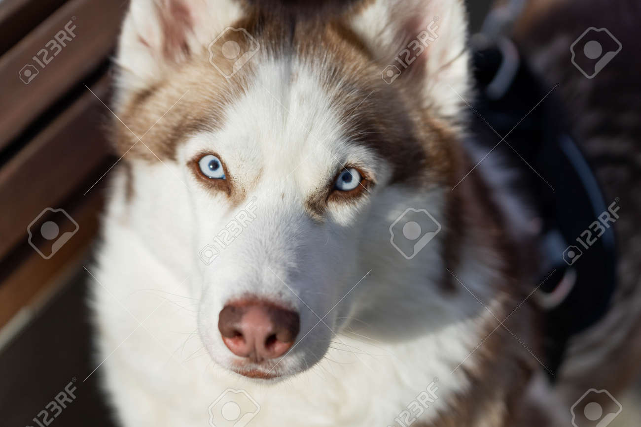 big husky looking dog