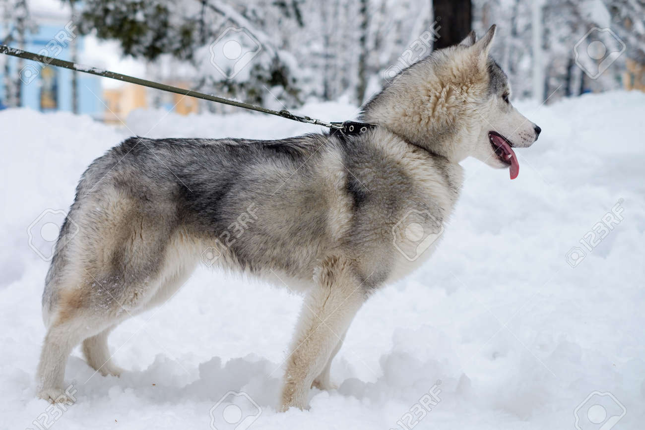 Belle Race De Chien Siberian Husky Photographié En Sibérie En Hiver Avec Des Yeux Bleus