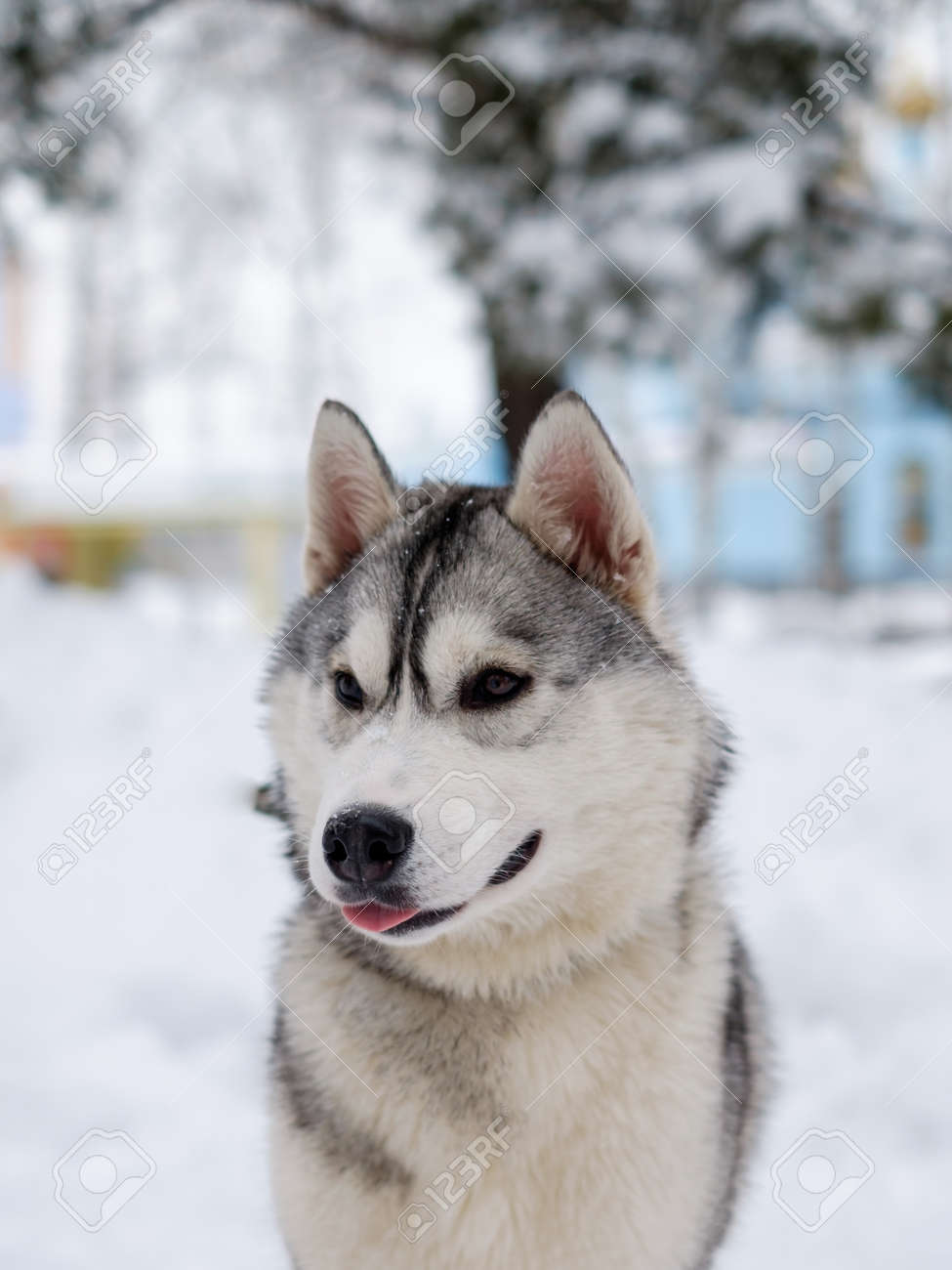 Belle Race De Chien Siberian Husky Photographié En Sibérie En Hiver Avec Des Yeux Bleus