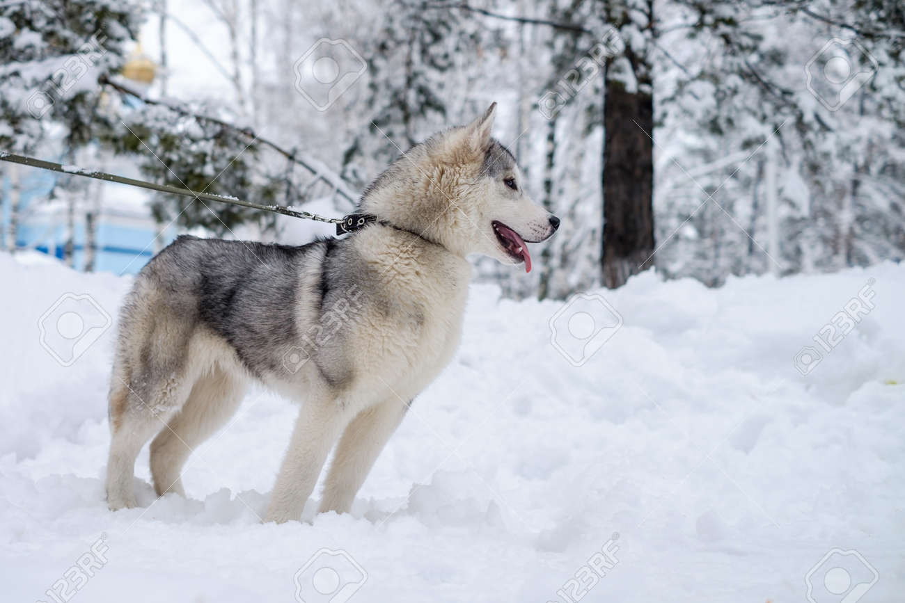 siberian husky in siberia