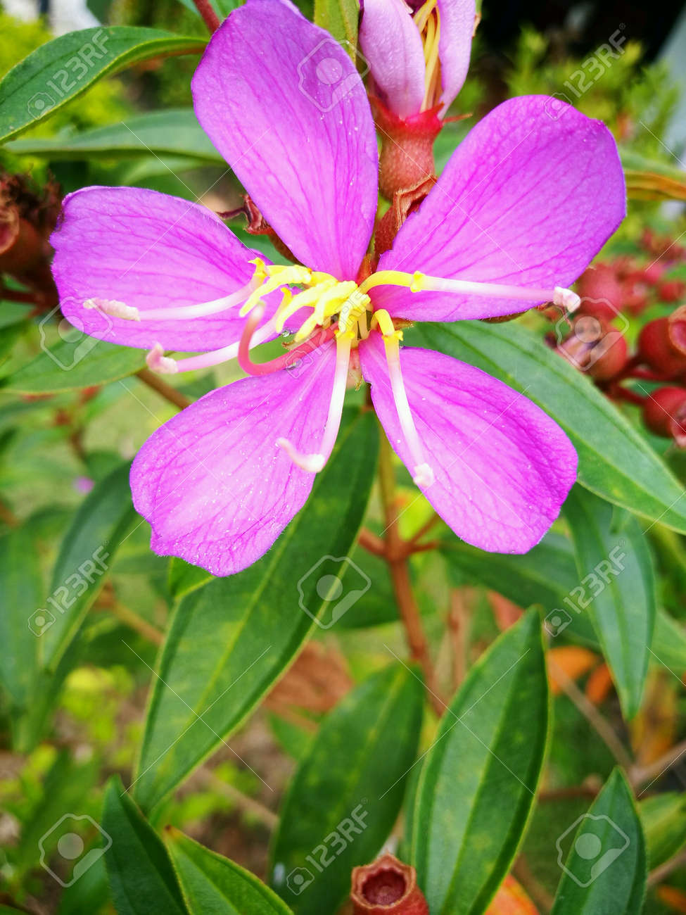 etiam-dictum-ipsum-a-felis