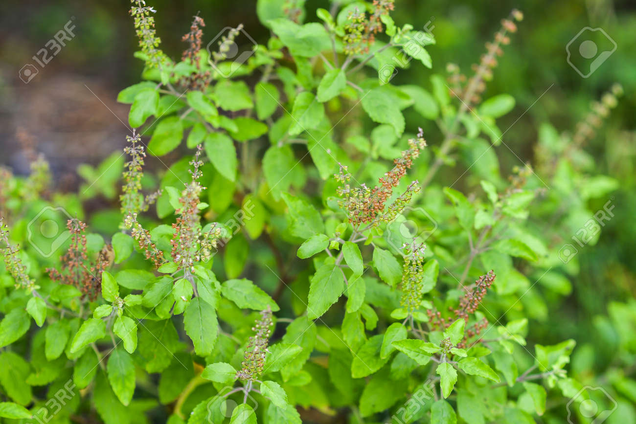 buy brahmi powder online fallout brahmin controversy