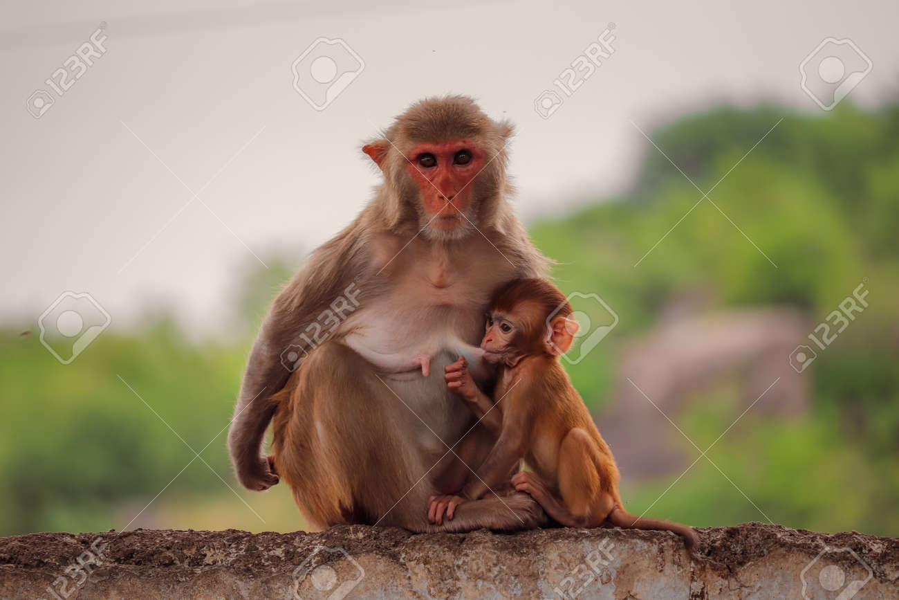 おさるさん おさるさん