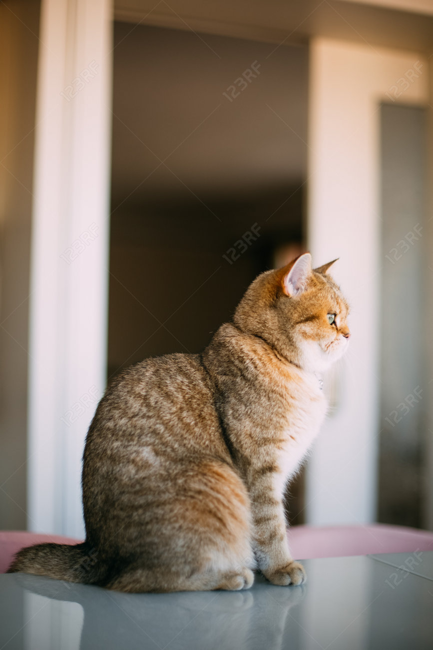 Golden Shaded British Shorthair Cat Stock Photo Picture And