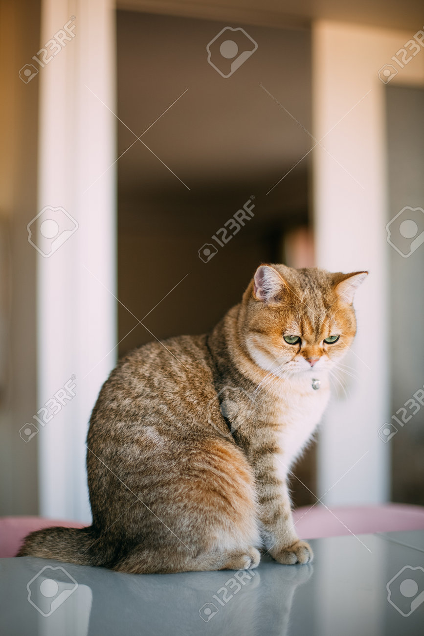 Golden Shaded British Shorthair Cat Stock Photo Picture And