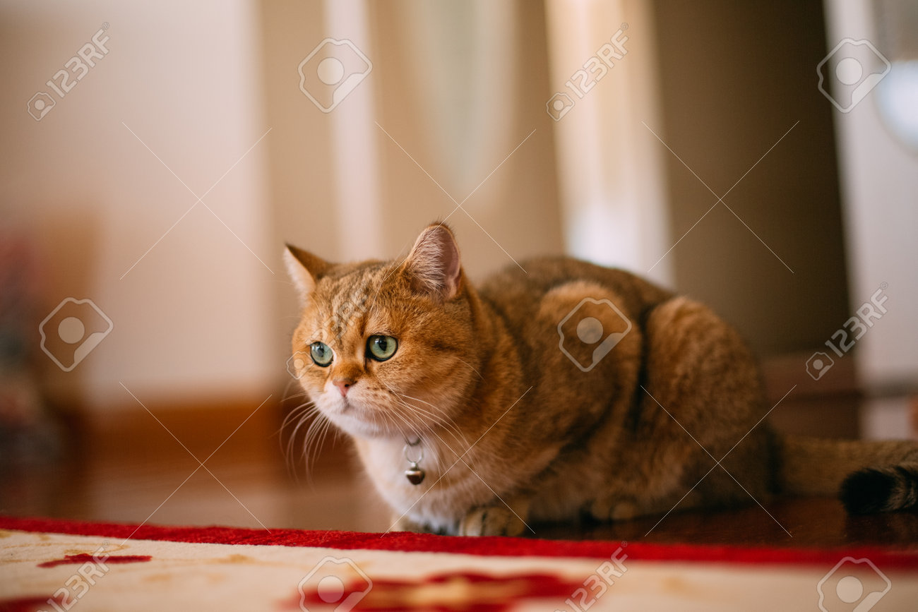 Golden Shaded British Shorthair Cat Stock Photo Picture And
