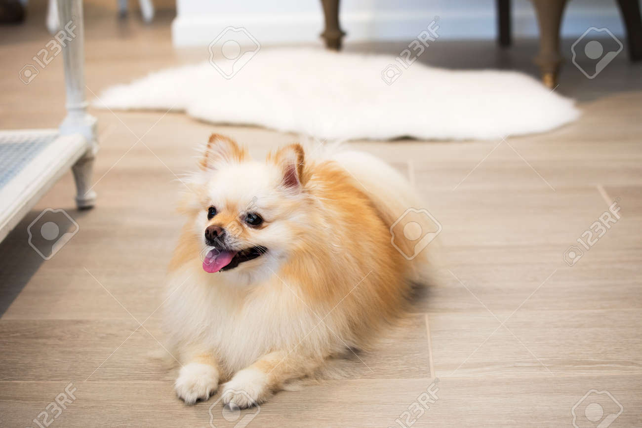 pomeranian male dog